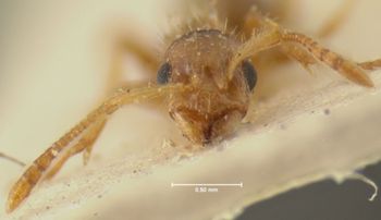 Media type: image; Entomology 28761   Aspect: head frontal view